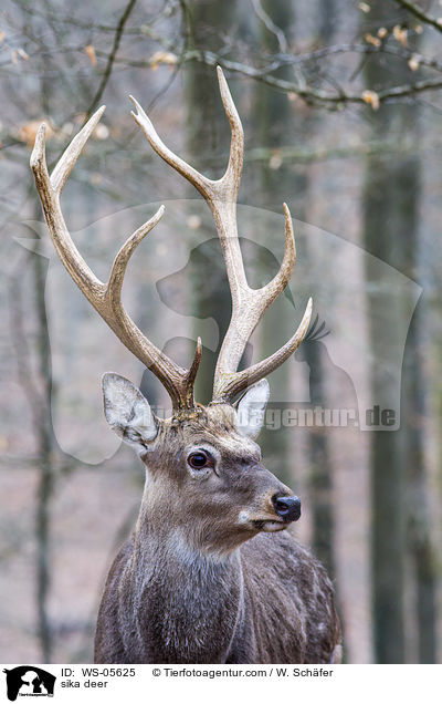 Sikawild / sika deer / WS-05625