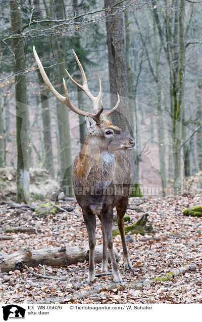 sika deer / WS-05626