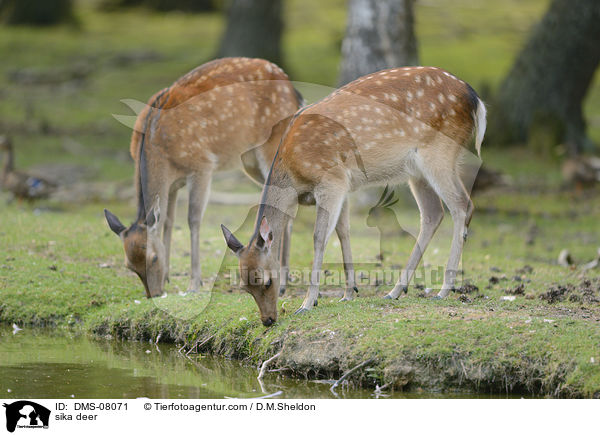 Sikawild / sika deer / DMS-08071