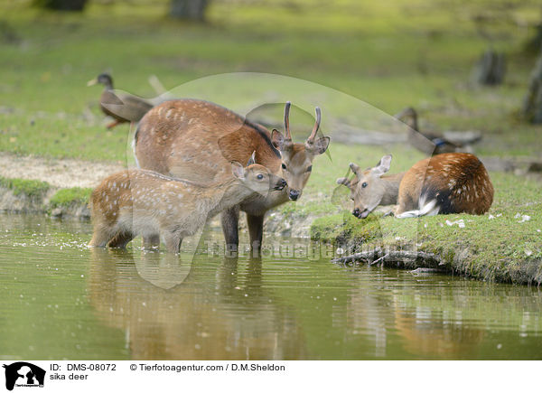 Sikawild / sika deer / DMS-08072