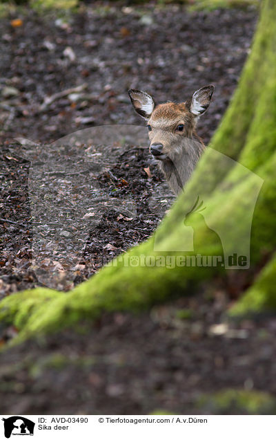 Sika deer / AVD-03490