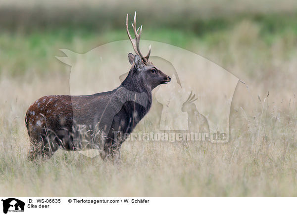 Sikawild / Sika deer / WS-06635