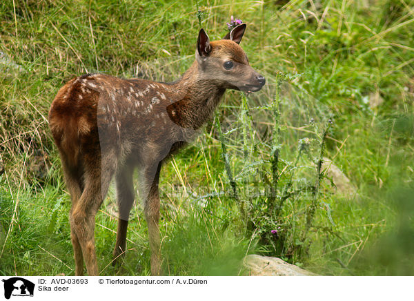 Sikawild / Sika deer / AVD-03693