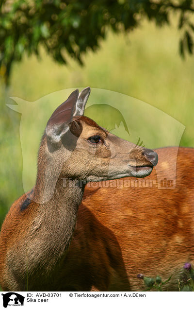 Sikawild / Sika deer / AVD-03701