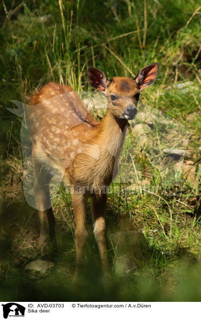Sikawild / Sika deer / AVD-03703