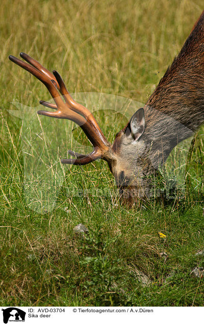 Sikawild / Sika deer / AVD-03704