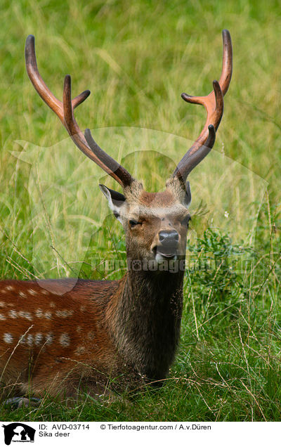 Sika deer / AVD-03714