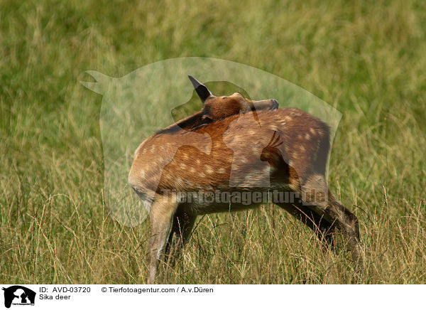 Sika deer / AVD-03720