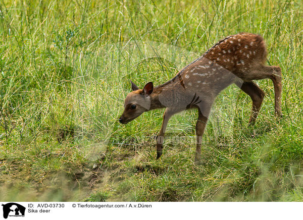 Sikawild / Sika deer / AVD-03730