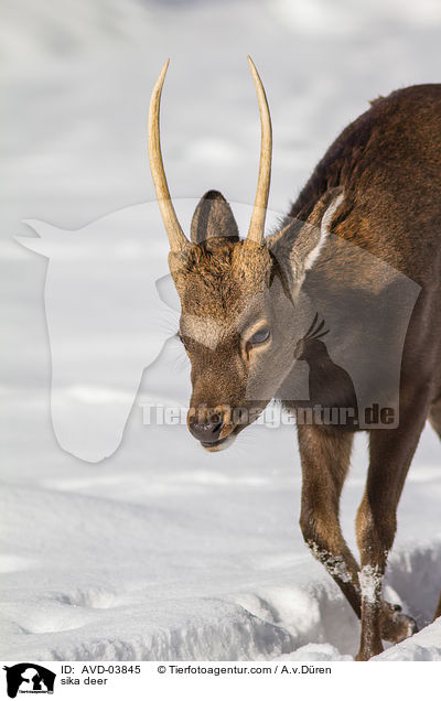 sika deer / AVD-03845