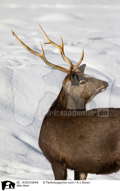 sika deer / AVD-03848