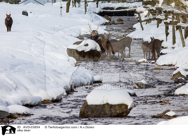 Sikawild / sika deer / AVD-03854