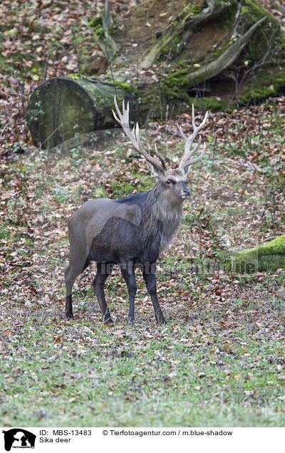 Sika deer / MBS-13483