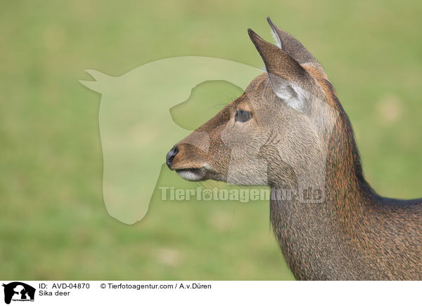 Sika deer / AVD-04870