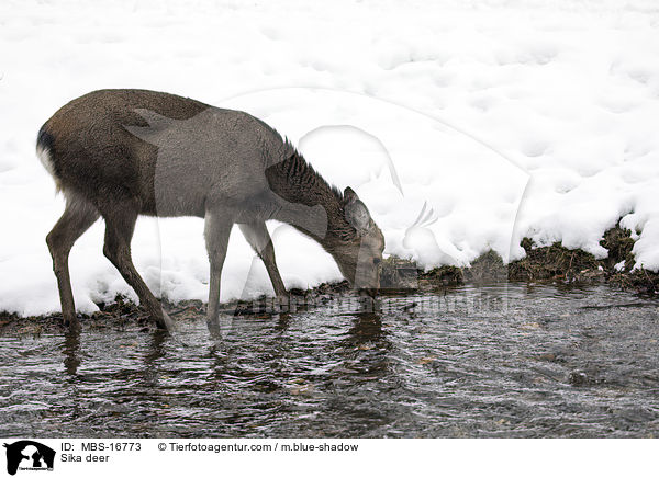 Sika deer / MBS-16773