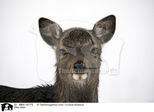 Sika deer / MBS-16775