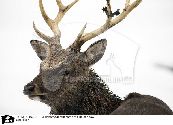 Sika deer / MBS-16782