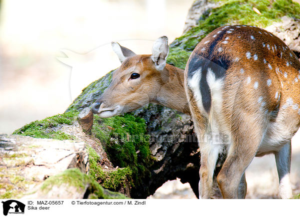 Sikawild / Sika deer / MAZ-05657