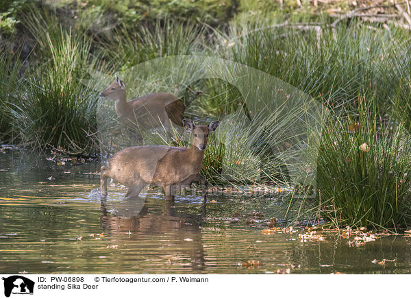 stehendes Sikawild / standing Sika Deer / PW-06898