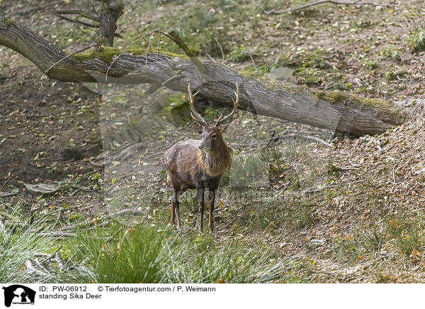 stehendes Sikawild / standing Sika Deer / PW-06912