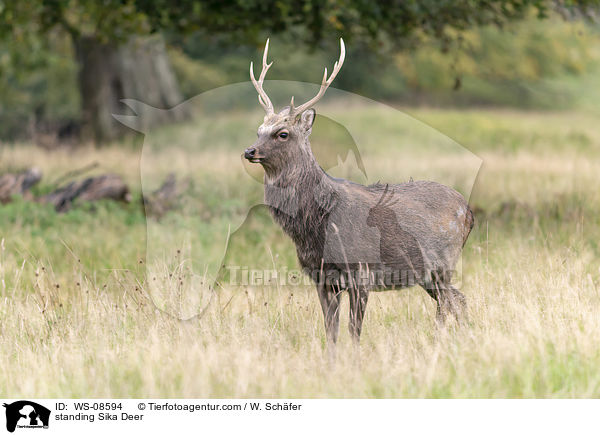 standing Sika Deer / WS-08594