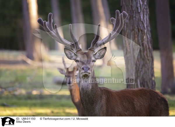 Sikawild / Sika Deers / UM-01150