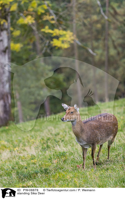 stehendes Sikawild / standing Sika Deer / PW-08878