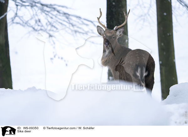 Sika deer / WS-09350