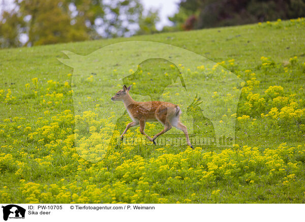Sika deer / PW-10705