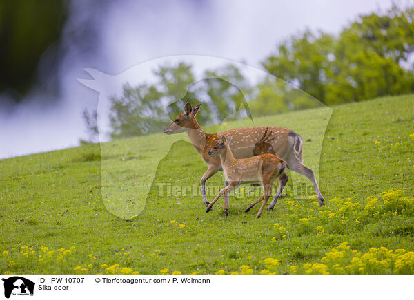 Sika / Sika deer / PW-10707