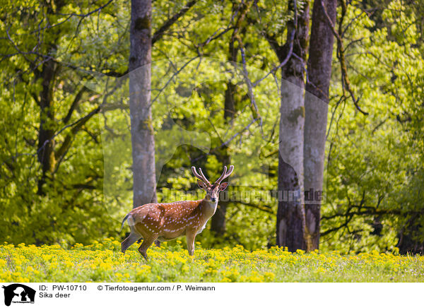 Sika deer / PW-10710