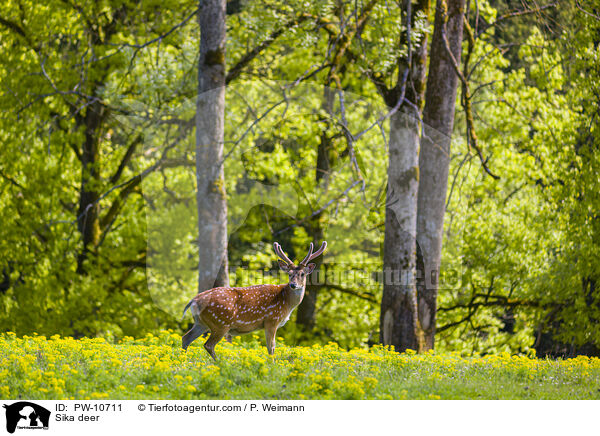Sika deer / PW-10711