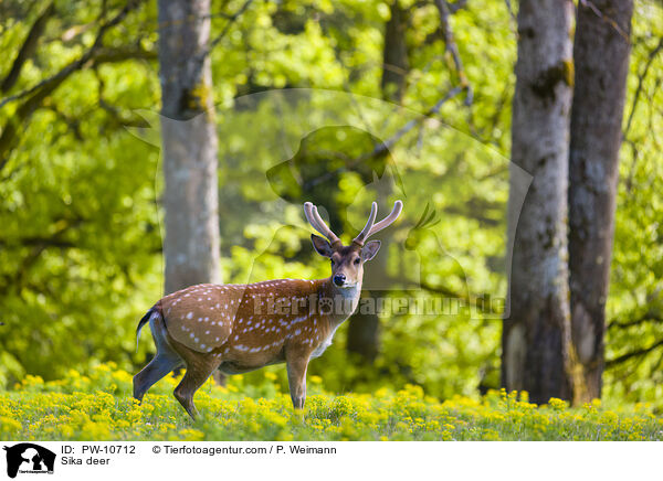 Sika deer / PW-10712