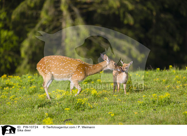 Sika / Sika deer / PW-10724