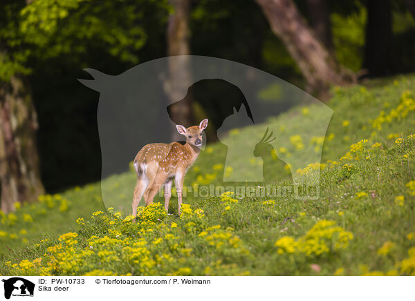Sika / Sika deer / PW-10733
