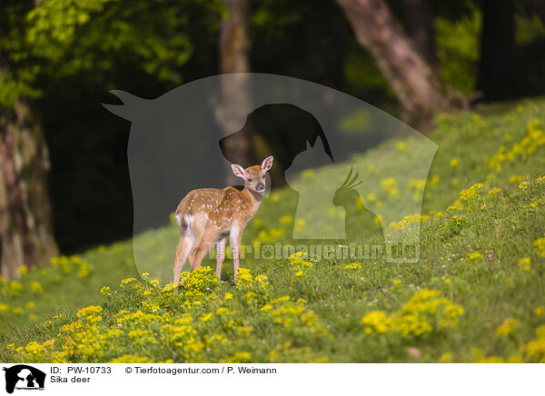 Sika deer / PW-10733