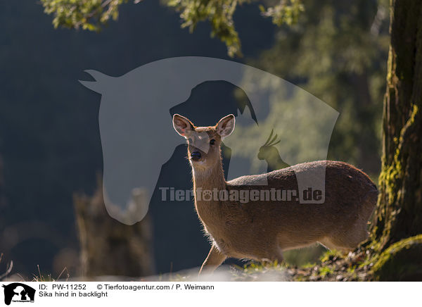 Sika hind in backlight / PW-11252