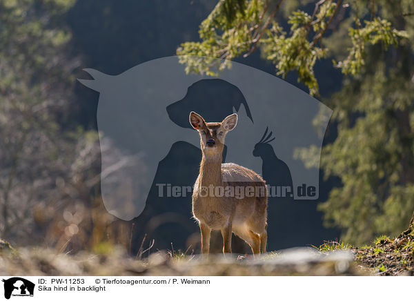 Sika hind in backlight / PW-11253