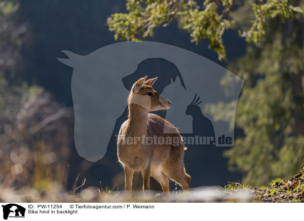 Sika hind in backlight / PW-11254