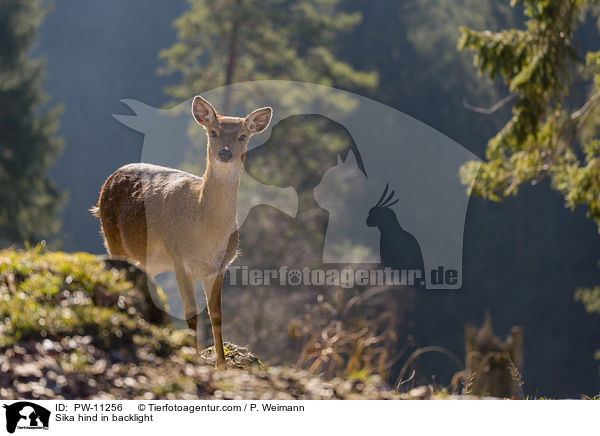 Sika hind in backlight / PW-11256