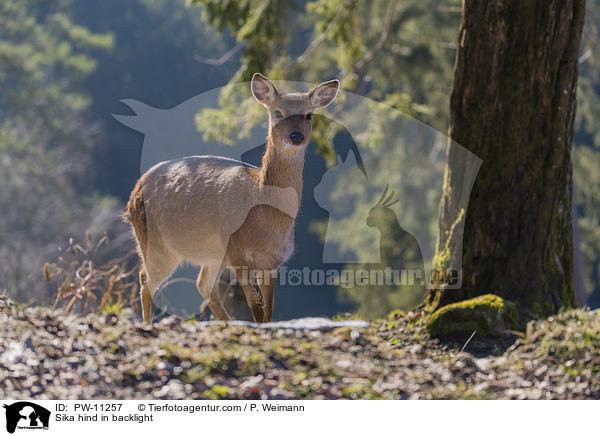 Sika hind in backlight / PW-11257