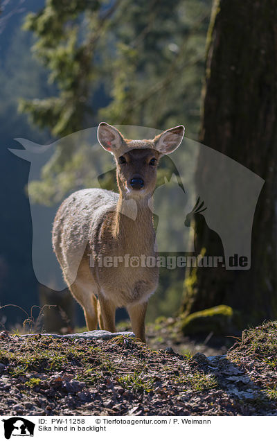Sika hind in backlight / PW-11258