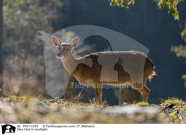 Sika Hirschkuh im Gegenlicht / Sika hind in backlight / PW-11259