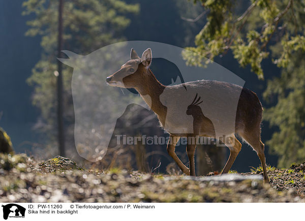 Sika hind in backlight / PW-11260