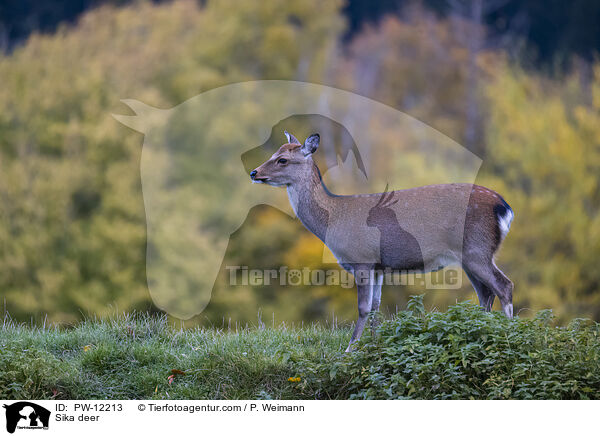 Sika deer / PW-12213