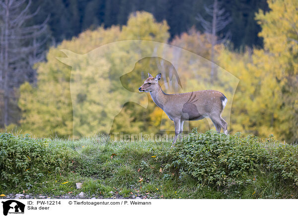 Sika deer / PW-12214