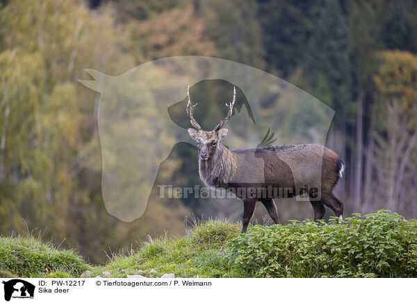 Sika deer / PW-12217