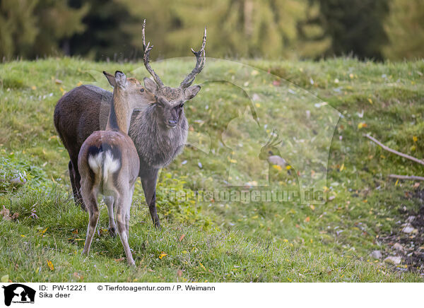 Sikawild / Sika deer / PW-12221