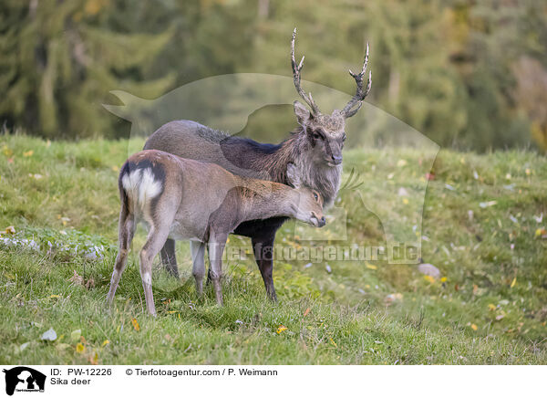 Sikawild / Sika deer / PW-12226