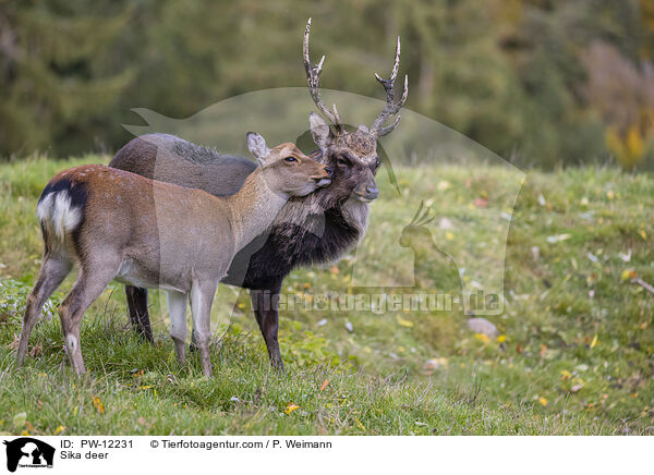 Sikawild / Sika deer / PW-12231